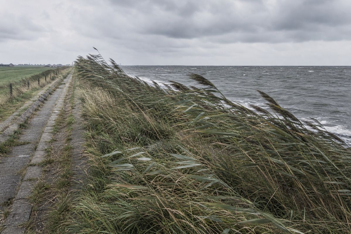 Riet en ruw gras plat gedrukt door harde wind langs een open dijkpad, met schuimkoppen op het water erachter.