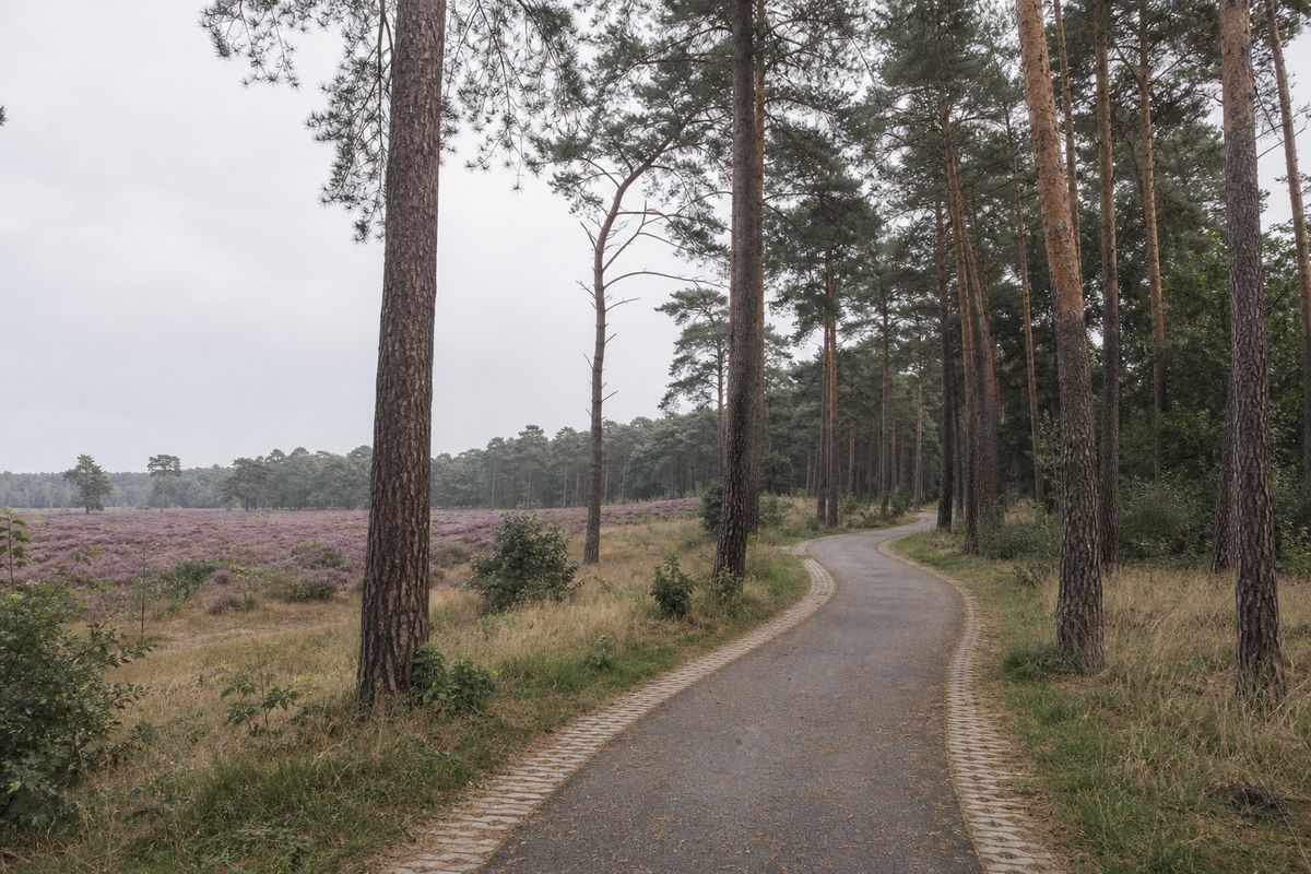 Verhard fietspad door hoog grovedennenbos op zandgrond, met een open stuk paarse heide tussen de stammen.