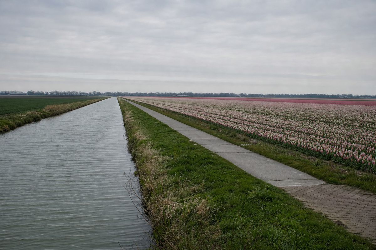 Rechte rijen bloeiende tulpen in een vlak bollenveld, met een smal fietspad langs de rand.