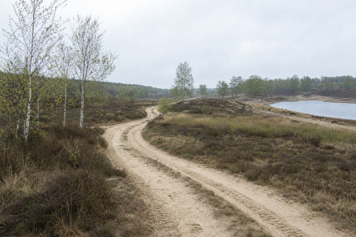 Smal zandpad dat door lage heide en verspreide berken slingert, met los droog zand in de sporen.